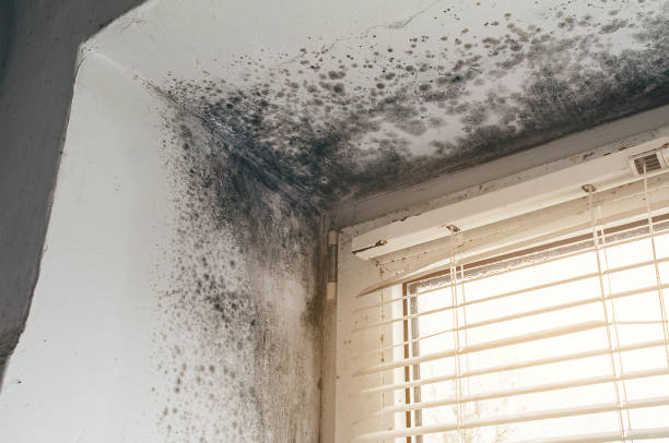 Affordable Mold Cleanup solutions in Middletown, MD